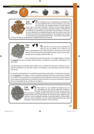 Variedades agrícolas tradicionales de Tenerife y La Palma
Variedades de cultivos: CEREALES
48
Esta variedad era muy apreciada en las laderas del
sur, por adaptarse bien a zonas ventosas y con esca-
sez de lluvias. Las espigas pueden ser tanto blancas
como rojas, y de grano colorado y menudo, si bien existen algunas
variedades como el morisco blanco de granos blancos. Antiguamente
se cultivaba en abundancia en las tierras más cercanas a la costa y
era muy valorado por la calidad del grano para hacer goﬁo y pan. Hoy
en día se encuentra de manera residual en zonas altas como Vilaﬂor.
En Teno Alto era la variedad predominante, sin embargo actualmente
el cultivo del trigo ha desaparecido completamente de la comarca.
Trigo
Morisco
Se trata de una de las pocas variedades de
trigo que aún es posible ver en cultivo en La
Palma, especialmente en la Villa de Garafía. La forma de consumo más
habitual es formando parte de los potajes de trigo, junto con otros ingre-
dientes como col, papas, piñas de millo, etc.
Es una variedad de trigo de porte alto, con espigas largas y carentes
de plaganas* (de ahí su peculiar denominación). Los granos son grandes, redondeados y de
color claro.
Los agricultores de avanzada edad señalan que la variedad de trigo pelón cultivada en la ac-
tualidad es diferente a la que ellos usaban en el pasado, y que recuerdan que tenía el grano
más oscuro.
En Tenerife existía también una variedad de trigo denominado pelón, en referencia a la ausen-
cia de plaganas* de la espiga, si bien no podemos asegurar que sea la misma que la cultivada
en La Palma. Esta variedad hoy en día prácticamente ha dejado de cultivarse en la isla debido a
que la espiga se desgranaba muy fácilmente sobre el terreno una vez que maduraba y el grano
era muy susceptible de ser comido por los pájaros.
Trigo
Pelón
El trigo raposo es una variedad de espigas muy cor-
tas y apretadas que dan granos redondos, colorados y
menudos. Es típica del norte de la isla, donde aún pue-
den encontrarse espigas sueltas creciendo entre otras variedades más
predominantes como el trigo barbilla. Su nombre se debe, según los agri-
cultores, a que la espiga se asemeja a una cesta raposa, utensilio elabo-
rado con varas de castaño y que se utiliza tradicionalmente para medir
las papas o para almacenar granos u otros productos.
Trigo
Raposo
asaga febrero.indd 48 17/02/2012 13:43:50
 
