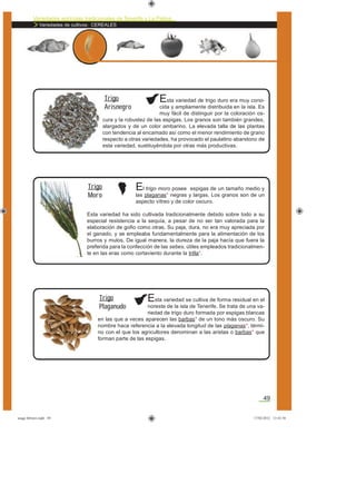 Variedades agrícolas tradicionales de Tenerife y La Palma
Variedades de cultivos: CEREALES
49
Esta variedad de trigo duro era muy cono-
cida y ampliamente distribuida en la isla. Es
muy fácil de distinguir por la coloración os-
cura y la robustez de las espigas. Los granos son también grandes,
alargados y de un color ambarino. La elevada talla de las plantas
con tendencia al encamado así como el menor rendimiento de grano
respecto a otras variedades, ha provocado el paulatino abandono de
esta variedad, sustituyéndola por otras más productivas.
Trigo
Arisnegro
El trigo moro posee espigas de un tamaño medio y
las plaganas* negras y largas. Los granos son de un
aspecto vítreo y de color oscuro.
Esta variedad ha sido cultivada tradicionalmente debido sobre todo a su
especial resistencia a la sequía, a pesar de no ser tan valorada para la
elaboración de goﬁo como otras. Su paja, dura, no era muy apreciada por
el ganado, y se empleaba fundamentalmente para la alimentación de los
burros y mulos. De igual manera, la dureza de la paja hacía que fuera la
preferida para la confección de las sebes, útiles empleados tradicionalmen-
te en las eras como cortaviento durante la trilla*.
Trigo
Moro
Esta variedad se cultiva de forma residual en el
noreste de la isla de Tenerife. Se trata de una va-
riedad de trigo duro formada por espigas blancas
en las que a veces aparecen las barbas* de un tono más oscuro. Su
nombre hace referencia a la elevada longitud de las plaganas*, térmi-
no con el que los agricultores denominan a las aristas o barbas* que
forman parte de las espigas.
Trigo
Plaganudo
asaga febrero.indd 49 17/02/2012 13:43:58
 