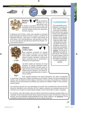 Variedades agrícolas tradicionales de Tenerife y La Palma
Variedades de cultivos: LEGUMBRES
54
Esta variedad presenta unos granos pequeños, que salen en pequeñas
y numerosas vainas que cuelgan de plantas muy menudas. Poseen una gran diversidad de
colores, que van desde los tonos beige y marrones a otros tonos más parduzcos. Presentan
además unas ornamentaciones punteadas que pueden ser débiles o llegar a cubrir práctica-
mente el grano.
Los chícharos del país son muy apreciados en la parte más occidental de la isla de Tenerife,
donde los identiﬁcan como chícharos de Teno. Llegan a alcanzar unos elevados precios en el
mercado y con el grano se suele preparar potajes, o bien consumirlos en salsa o vinagreta.
En La Palma, este cultivo llegó a alcanzar relativa importancia en épocas pasadas debido a su
rusticidad, lo que hacía que muchas veces ocupara los peores suelos. Se trata de un cultivo de
invierno, que era sembrado fundamentalmente en las zonas costeras y de medianías*. En la
actualidad, prácticamente ha desaparecido de los campos de la isla.
CURIOSIDADES
Son apreciados por la
población rural para pre-
parar caldos y potajes,
en los que se emplean
tanto tiernos como secos,
ya sea como ingrediente
principal (potaje de chí-
charos) o como comple-
mento en otras recetas
(caldo de millo o trigo,
compuestos de carne
de cerdo). Así mismo,
se llegó a consumir en
fresco para acompañar
el goﬁo amasado, como
conduto*. Su uso en la
elaboración de goﬁo ha
sido menor. Por otra par-
te, tanto el grano como la
planta de los chícharos
se emplean normalmen-
te como alimento del
ganado.
Esta variedad se
identiﬁca por los
agricultores como
el chícharo procedente de las islas más
orientales, por lo que muchas veces lo de-
nominan también chícharo de Lanzarote o
chícharo majorero.
A diferencia del chícharo criollo, esta variedad no presenta
tanta diversidad de colores en ﬂores y granos. Las ﬂores son
totalmente blancas, y dan lugar a un grano más grande, de
color blanco y sin ornamentaciones, más parecido a un dien-
te, por lo que algunos agricultores lo denominan también chí-
charo diente de perro.
Chícharos
Blancos
Los chícharos conocidos en Tenerife
como criollos o del país, y en La Palma
como negros, presentan una gran diver-
sidad en cuanto a tamaños y colores del
grano, diversidad que es conservada y
utilizada por los agricultores.
Las ﬂores suelen ser blancas con tonos
azulados, de distinta intensidad depen-
diendo de la variedad. En otros casos, en
lugar del tono azul, las ﬂores están salpi-
cadas de tonos rosáceos. Las vainas po-
seen también pigmentaciones en mayor o
menor medida.
Chícharos
Criollo y negro
Criollo
Negro
asaga febrero.indd 54 17/02/2012 13:44:19
 