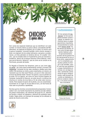 55
FLOR del chocho
56
Son varias las especies botánicas que se identiﬁcan con este
nombre: el chocho blanco (Lupinus albus), procedente del Me-
diterráneo, es habitual en España; por su parte, el chocho azul
(Lupinus mutabilis), conocido también como chocho amargo o
tarwi, es originario de los andes bolivianos, peruanos y ecuato-
rianos y el más plantado en América del sur. El vocablo “cho-
cho”, que se emplea tanto en Sudamérica como en Canarias y
Andalucía, deriva de la lengua Quechua (Perú–Bolivia), mien-
tras que el término “altramuz”, que es como se le conoce en la
Península, procede del árabe.
Su llegada a Canarias fue temprana, para su uso como abo-
no verde*, así como para la alimentación animal y humana; las
medianías* húmedas de las islas resultaron ideales para este
cultivo. Se siembran en otoño y para cosecharlos, en verano, es
necesario que los días sean frescos, ya que en días calurosos
al tocar las plantas éstas “lanzan” los granos, que se pierden en
el suelo. En La Laguna, así como en otros muchos lugares de
Canarias, buscando la frescura, se solía recurrir a arrancar los
chochos en noches de luna llena a ﬁn de evitar este inconve-
niente. Para separar el grano de la planta, una vez cosechadas,
se tendían en un lugar en el que diera el sol, y en las horas de
más calor se procedía a apalearlas.
Se dice que los chochos convenientemente preparados (“endul-
zados”) son una fuente importante de proteínas de alta calidad,
de grasas insaturadas y de vitaminas del grupo B y E, además
de ayudar a reducir el colesterol y eliminar los parásitos intes-
tinales. Siglos atrás y en tiempos de escasez se ha utilizado la
planta de chocho como leña.
CHOCHOS
(Lupinus albus)
Del país
CURIOSIDADES
En los campos de me-
dianías* en los que se
planta también cereal o
papas, la rotación con
chochos tiene un papel
agronómico importante,
incorporándose al suelo
como abono verde* en
las tierras de secano. El
uso como forraje sigue
siendo habitual, pero
el aprovechamiento
humano de los granos ha
ido decreciendo en los úl-
timos años, seguramente
por lo complicado que
resulta quitarle el amar-
gor a las semillas, para
lo cual hay que guisarlos
y luego mantenerlos en
remojo con sal algunos
días, cambiando varias
veces el agua. Antigua-
mente, este proceso de
curtido se realizaba en
charcos costeros natura-
les, o en pozos excava-
dos a tal efecto.
Flores del Chocho
asaga febrero.indd 55 17/02/2012 13:44:26
 
