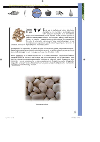 Variedades agrícolas tradicionales de Tenerife y La Palma
Variedades de cultivos: LEGUMBRES
56
En la isla de La Palma el cultivo del chocho
alcanzó gran importancia en épocas pasadas,
sobre todo para su empleo en la alimentación
animal -fundamentalmente para el engorde de los cochinos y como fo-
rraje para las cabras en invierno- así como para la elaboración del goﬁo
(solos o en mezcla) y para su uso como abono verde*. Para este último
ﬁn, antes de enterrarlos era necesario “picar los chochos”, para lo cual
se empleaba una especie de cuchillo estrecho y alargado a la manera de
un sable, llamado en algunos lugares “machete cubano”.
Actualmente, su cultivo está en franca recesión, como el resto de los cultivos de medianías*.
La variedad que se ha venido cultivando tradicionalmente en la isla recibe el nombre de chocho
del país. Destaca por su alto porte, que suele superar el metro y medio.
En las medianías* de la isla de Tenerife, más en el norte que en el sur, los chochos aún tienen
bastante presencia. Se planta una variedad que llaman también del país, y que presenta ﬂores
blancas, blancas con tonalidades azuladas o incluso de color azul pálido. Se siembran entre
noviembre y enero, para cosechar en los meses de verano. En algún mercadillo del agricultor
se pueden conseguir los chochos en salmuera, que son un aperitivo típico de los tradicionales
“guachinches* de chochos y moscas”.
Chochos
del país
Semillas de chochos
asaga febrero.indd 56 17/02/2012 13:44:29
 