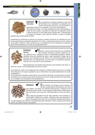 Variedades agrícolas tradicionales de Tenerife y La Palma
Variedades de cultivos: LEGUMBRES
58
Los agricultores palmeros distinguen bajo esta
denominación dos variedades de garbanzos en
función del tamaño del grano: unos de tamaño li-
geramente superior a un guisante, y otros aún más pequeños.
Son plantas menudas, con hojas pequeñas de color verde-grisáceo y
ﬂores de color rosado. Los granos se disponen en pequeñas vainas
y tienen la piel de un color pardo-rojizo característico. Cultivado para
su empleo en potajes y para goﬁo de mezcla, su paja se utilizaba
además para la alimentación animal.
Actualmente su presencia se reduce a la comarca noroeste, donde aún es cultivado por unos
pocos agricultores en pequeñas superﬁcies. Así mismo, y al igual que ocurre con otros cultivos
como judías, chícharos, millo, pimientas, etc., los garbanzos se han sembrado en ocasiones
dentro de las plataneras con ﬁnes de autoabastecimiento.
Garbanzos
Colorados
Existen muchas denominaciones que identiﬁcan
esta variedad: garbanzo pequeño, garbanzo me-
núo, garbanzo liso o garbanzo macho o simplemente garbanzo, diferen-
ciándose de la otra variedad de grano mayor (garbanza). Según las re-
ferencias, esta variedad es más rústica, con una planta pequeña y ﬂores
blanquecinas y sin pigmentación, que dan lugar a un garbanzo pequeño,
redondo, liso y más oscuro que la garbanza.
Estos garbanzos son también más sabrosos, pero también más duros, di-
fíciles de cocinar y menos apreciados de cara a la venta.
En el siglo XIX, llegó a ser la legumbre más cultivada en determinadas zonas como Los Valles
del municipio de La Laguna, igualando casi su distribución a las judías plantadas en la ciudad
y alrededores.
En las islas más orientales, sobre todo en los municipios del Norte, los agricultores recuerdan
la existencia de un grano que le decían garbanzón, liso como el garbanzo pero de mayor tama-
ño y sin llegar a ser tan grande como las garbanzas.
Garbanzos
del país
Esta variedad, tan antigua como el garbanzo
del país, posee plantas más grandes y de rama
más abierta. Las ﬂores son también blanquecinas y producen unos
granos de mayor tamaño, más arrugados y más blancos. Estos granos
son más tiernos, por lo que son más apreciados a la hora de cocinar-
los.
Según algunos agricultores de las islas orientales, esta variedad po-
see además variaciones o castas, existiendo unas que presentan el
grano más grande que otras. Así, en Lanzarote existen denominacio-
nes para designar tal variación: media garbanza para la del grano menor y garbanza de Castilla
para la que posee el grano más grande.
Garbanzas
asaga febrero.indd 58 17/02/2012 13:44:40
 
