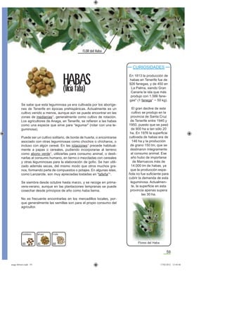 59
FLOR del Haba
Se sabe que esta leguminosa ya era cultivada por los aboríge-
nes de Tenerife en épocas prehispánicas. Actualmente es un
cultivo venido a menos, aunque aún se puede encontrar en las
zonas de medianías*, generalmente como cultivo de rotación.
Los agricultores de Anaga, en Tenerife, se reﬁeren a las habas
como una especie que sirve para “legumar” (rotar con una le-
guminosa).
Puede ser un cultivo solitario, de borde de huerta, o encontrarse
asociado con otras leguminosas como chochos o chícharos, o
incluso con algún cereal. En las rotaciones* precede habitual-
mente a papas o cereales, pudiendo incorporarse al terreno
como abono verde*, utilizarlas para consumo animal, o desti-
narlas al consumo humano, en tierno o mezcladas con cereales
y otras leguminosas para la elaboración de goﬁo. Se han utili-
zado además secas, del mismo modo que otros muchos gra-
nos, formando parte de compuestos o potajes. En algunas islas,
como Lanzarote, son muy apreciadas tostadas en “tafeña”*.
Se siembra desde octubre hasta marzo, y se recoge en prima-
vera-verano, aunque en las plantaciones tempranas se puede
cosechar desde principios de año como haba tierna.
No es frecuente encontrarlas en los mercadillos locales, por-
que generalmente las semillas son para el propio consumo del
agricultor.
CURIOSIDADES
En 1813 la producción de
habas en Tenerife fue de
926 fanegas, y de 450 en
La Palma, siendo Gran
Canaria la isla que más
produjo con 1.566 fane-
gas* (1 fanega* ~ 50 kg).
El gran declive de este
cultivo se produjo en la
provincia de Santa Cruz
de Tenerife entre 1940 y
1950, puesto que se pasó
de 900 ha a tan sólo 20
ha. En 1976 la superﬁcie
cultivada de habas era de
146 ha y la producción
de grano 150 tm, que se
destinaron íntegramente
al consumo animal. Ese
año hubo de importarse
de Marruecos más de
14.000 tm de habas, ya
que la producción espa-
ñola no fue suﬁciente para
cubrir la demanda de esta
leguminosa. Actualmen-
te, la superﬁcie en esta
provincia apenas supera
las 30 ha.
HABAS
(Vicia faba)
60
del país Criolla
60 60
Castellanas
Flores del Haba
asaga febrero.indd 59 17/02/2012 13:44:48
 