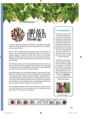 61
VAINA de la judía
La judía común es originaria de América, asociándose general-
mente las judías pequeñas al área centroamericana y las gran-
des a la zona andina.
Hoy en día se sugiere que las primeras judías que entraron en
Europa eran de procedencia centroamericana, ya que los es-
pañoles llegaron a esta zona antes que a Perú. Sin embargo,
algunos cientíﬁcos han encontrado en sus estudios mayores si-
militudes de las judías tradicionalmente europeas con las judías
de los Andes.
En Canarias existe una enorme diversidad de tipos de judía; ya
Viera y Clavijo a ﬁnales del siglo XVIII señalaba que “las judías
de nuestras islas son estimadas en todas partes, señaladamente
en Cádiz, a donde se llevan muchas partidas”.
A ﬁnales del siglo XIX, Grau-Bassas dejaba constancia de la exis-
tencia de “muchas clases” de judías, destacando y diferenciando
“una especie larga y negra que llaman frijoles”, seguramente in-
troducida desde Cuba o Centroamérica, donde el término frijol es
muy común. En la isla de La Palma se ha mantenido este término
para referirse a varios cultivares que los agricultores diferencian
por sus colores, formas, hábitos de crecimiento, etc.
Las variedades reciben en las islas nombres tan curiosos como
de carita o carita de la reina, de huevo o huevo de pájaro, manto
de la virgen, de manteca o mantequera...
CURIOSIDADES
Al igual que ocurre en el
continente americano,
el cultivo de la judía en
Canarias ha estado tradi-
cionalmente asociado al
del millo. De esta forma,
aquellas variedades que
lo necesiten, irán encon-
trando al crecer un apoyo
donde irse enredando.
En otras ocasiones, se
fabrican tutores con ca-
ñas secas, que cumplen
la misma función.
También es frecuente
cultivar judías en medio
de los campos de papas
o boniatos, y en el caso
de La Palma, pueden en-
contrarse además dentro
de la platanera. En Te-
nerife, forma parte de los
cultivos de medianías*,
y a su vez se cultiva
como una hortaliza en las
zonas más bajas.
JUDÍAS O
FRIJOLES
(Phaseolus spp.)
De invierno Huevo de
hornero
63
Del Parral
63
De manteca
63 64
Habichuela
blanca
Negrade Carita
62 6262
Colorada Manto de la
virgen
6462
Flor de la Judía
asaga febrero.indd 61 17/02/2012 13:44:58
 