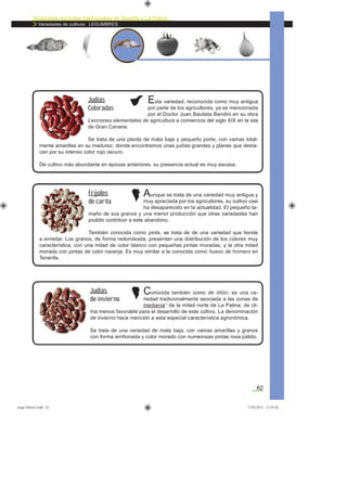 Variedades agrícolas tradicionales de Tenerife y La Palma
Variedades de cultivos: LEGUMBRES
62
Esta variedad, reconocida como muy antigua
por parte de los agricultores, ya es mencionada
por el Doctor Juan Bautista Bandini en su obra
Lecciones elementales de agricultura a comienzos del siglo XIX en la isla
de Gran Canaria.
Se trata de una planta de mata baja y pequeño porte, con vainas total-
mente amarillas en su madurez, donde encontramos unas judías grandes y planas que desta-
can por su intenso color rojo oscuro.
De cultivo más abundante en épocas anteriores, su presencia actual es muy escasa.
Judías
Coloradas
Aunque se trata de una variedad muy antigua y
muy apreciada por los agricultores, su cultivo casi
ha desaparecido en la actualidad. El pequeño ta-
maño de sus granos y una menor producción que otras variedades han
podido contribuir a este abandono.
También conocida como pinta, se trata de de una variedad que tiende
a enredar. Los granos, de forma redondeada, presentan una distribución de los colores muy
característica, con una mitad de color blanco con pequeñas pintas moradas, y la otra mitad
morada con pintas de color naranja. Es muy similar a la conocida como huevo de hornero en
Tenerife.
Frijoles
de carita
Conocida también como de riñón, es una va-
riedad tradicionalmente asociada a las zonas de
medianía* de la mitad norte de La Palma, de cli-
ma menos favorable para el desarrollo de este cultivo. La denominación
de invierno hace mención a esta especial característica agronómica.
Se trata de una variedad de mata baja, con vainas amarillas y granos
con forma arriñonada y color morado con numerosas pintas rosa pálido.
Judías
de invierno
asaga febrero.indd 62 17/02/2012 13:45:02
 