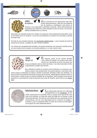 Variedades agrícolas tradicionales de Tenerife y La Palma
Variedades de cultivos: LEGUMBRES
63
En algunas zonas se las conoce también
como judías de fabada. Su nombre hace refe-
rencia a su crecimiento en forma de parral, por
lo que se emplean varas a modo de tutores, o se cultiva asociada al millo,
cuyas plantas cumplen esta función.
Muy utilizada en platos de cuchara como la fabada o en pucheros, pre-
senta un grano muy característico, de tamaño grande y una bonita colo-
ración púrpura combinada con blanco. Existen numerosas variantes, todas muy similares, en
las que varía la cantidad de coloración púrpura de los granos, desde ligeras manchas sobre un
fondo blanco, hasta ocupar la práctica totalidad de la superﬁcie. Esta variedad se encuentra
presente en casi todas las zonas productoras de la isla de Tenerife, sobre todo en las media-
nías*.
Judías
del parral
Las habichuelas blancas son cultivadas
principalmente en las medianías* de Te-
nerife, sobre todo en la vertiente norte, en zonas como Icod el Alto, San
Juan de la Rambla, La Guancha, parte del Valle de La Orotava y todo
Tacoronte-Acentejo. Se trata de una habichuela muy apreciada por los
consumidores, por ser muy adecuada para su consumo en potajes y
pucheros, y por no presentar hebra. El color de la vaina es verde ligero,
con el grano de color totalmente blanco.
Habichuela blanca
Judía conocida por los agricultores bajo dife-
rentes denominaciones, entre las que destacan
las de manteca o mantequera, que hacen re-
ferencia a sus especiales cualidades culinarias. Otras denominaciones
empleadas para referirse a esta variedad son las de huevo o de huevito,
debido probablemente a su forma.
Esta judía y la variedad manto de la Virgen son quizás las más ampliamente extendidas, tanto
en La Palma como en Tenerife, y no es raro encontrarlas a la venta en los mercados y tiendas
de estas islas.
Se trata de una variedad vigorosa, de crecimiento indeterminado * y que necesita por tanto la
presencia de tutores -o plantas de millo- donde enredarse.
Las vainas son completamente amarillas y los granos presentan una coloración amarillo-verdo-
sa, que cambia tras la cosecha, de manera paulatina, a un color marrón claro.
Judías
de manteca
asaga febrero.indd 63 17/02/2012 13:45:09
 