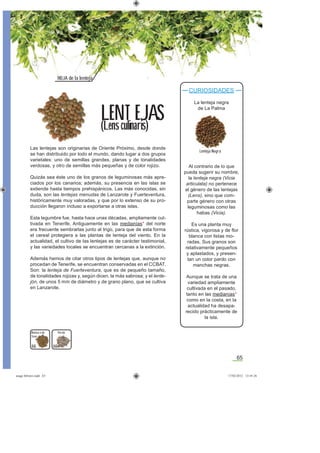 65
Las lentejas son originarias de Oriente Próximo, desde donde
se han distribuido por todo el mundo, dando lugar a dos grupos
varietales: uno de semillas grandes, planas y de tonalidades
verdosas, y otro de semillas más pequeñas y de color rojizo.
Quizás sea éste uno de los granos de leguminosas más apre-
ciados por los canarios; además, su presencia en las islas se
extiende hasta tiempos prehispánicos. Las más conocidas, sin
duda, son las lentejas menudas de Lanzarote y Fuerteventura,
históricamente muy valoradas, y que por lo extenso de su pro-
ducción llegaron incluso a exportarse a otras islas.
Esta legumbre fue, hasta hace unas décadas, ampliamente cul-
tivada en Tenerife. Antiguamente en las medianías* del norte
era frecuente sembrarlas junto al trigo, para que de esta forma
el cereal protegiera a las plantas de lenteja del viento. En la
actualidad, el cultivo de las lentejas es de carácter testimonial,
y las variedades locales se encuentran cercanas a la extinción.
Además hemos de citar otros tipos de lentejas que, aunque no
procedan de Tenerife, se encuentran conservadas en el CCBAT.
Son: la lenteja de Fuerteventura, que es de pequeño tamaño,
de tonalidades rojizas y, según dicen, la más sabrosa; y el lente-
jón, de unos 5 mm de diámetro y de grano plano, que se cultiva
en Lanzarote.
CURIOSIDADES
La lenteja negra
de La Palma
Al contrario de lo que
pueda sugerir su nombre,
la lenteja negra (Vicia
articulata) no pertenece
al género de las lentejas
(Lens), sino que com-
parte género con otras
leguminosas como las
habas (Vicia).
Es una planta muy
rústica, vigorosa y de ﬂor
blanca con listas mo-
radas. Sus granos son
relativamente pequeños
y aplastados, y presen-
tan un color pardo con
manchas negras.
Aunque se trata de una
variedad ampliamente
cultivada en el pasado,
tanto en las medianías*
como en la costa, en la
actualidad ha desapa-
recido prácticamente de
la isla.
LENT EJAS
(Lens culinaris)
Lenteja Negra
Parda
66
HOJA de la lenteja
Blanca o de
Teno
66
asaga febrero.indd 65 17/02/2012 13:45:26
 