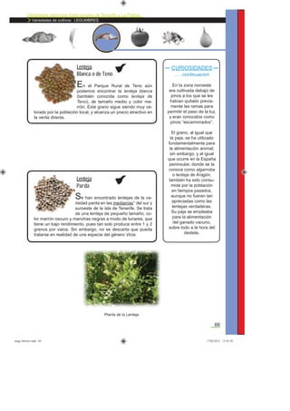 Variedades agrícolas tradicionales de Tenerife y La Palma
Variedades de cultivos: LEGUMBRES
66
CURIOSIDADES
..... continuacion
En la zona noroeste
era cultivada debajo de
pinos a los que se les
habían quitado previa-
mente las ramas para
permitir el paso de la luz,
y eran conocidos como
pinos “escamonados”.
El grano, al igual que
la paja, se ha utilizado
fundamentalmente para
la alimentación animal;
sin embargo, y al igual
que ocurre en la España
peninsular, donde se la
conoce como algarroba
o lenteja de Aragón,
también ha sido consu-
mida por la población
en tiempos pasados,
aunque no fueran tan
apreciadas como las
lentejas verdaderas.
Su paja se empleaba
para la alimentación
del ganado vacuno,
sobre todo a la hora del
destete.
En el Parque Rural de Teno aún
podemos encontrar la lenteja blanca
(también conocida como lenteja de
Teno), de tamaño medio y color ma-
rrón. Este grano sigue siendo muy va-
lorado por la población local, y alcanza un precio atractivo en
la venta directa.
Lenteja
Blanca o de Teno
Se han encontrado lentejas de la va-
riedad parda en las medianías* del sur y
suroeste de la isla de Tenerife. Se trata
de una lenteja de pequeño tamaño, co-
lor marrón oscuro y manchas negras a modo de lunares, que
tiene un bajo rendimiento, pues tan solo produce entre 1 y 2
granos por vaina. Sin embargo, no se descarta que pueda
tratarse en realidad de una especie del género Vicia.
Lenteja
Parda
Planta de la Lenteja
asaga febrero.indd 66 17/02/2012 13:45:29
 