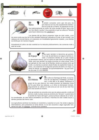 Variedades agrícolas tradicionales de Tenerife y La Palma
Variedades de cultivos: HORTÍCOLAS
69
También conocidos como ajos del país, los
ajos blancos son los más ampliamente distribui-
dos en la isla de La Palma. Su plantación se rea-
liza tradicionalmente en otoño, tal como recoge el dicho “ajos y lino
por San Martín nacidos” (muy parecido al que se utiliza en Tenerife
para hacer referencia a los cebollinos*).
Las plantas del ajo blanco presentan hojas de color verde, y son
de menor porte que las de la otra variedad tradicional cultivada en la isla, el ajo morado. Las
cabezas son de piel blanca, en ocasiones con tonalidades ligeramente rosadas, y sus dientes
se distribuyen de manera irregular.
Actualmente el cultivo de esta variedad se ha reducido prácticamente a las comarcas norte y
este de la isla.
Ajo
Blanco
Hay quien también lo denomina ajo gomero.
Es un ajo de piel blanca con alguna mancha ro-
sada y numerosos dientes de un color rosado
no demasiado intenso, que se cultiva en este barrio de Santiago del
Teide, pero que también se puede encontrar en otras zonas, como
por ejemplo en San Juan de la Rambla, donde se conoce como ajo
criollo. Los dientes se plantan desde ﬁnales de septiembre hasta oc-
tubre, y se cosechan en la segunda quincena de abril o en mayo. La
venta es directa, en manojos* de aproximadamente 1 kg que cons-
tan de unas 12 o 20 cabezas.
Ajo
de Arguayo
Se cultiva en Santiago del Teide, en los ba-
rrios de Las Manchas, El Molledo y El Reta-
mar, a más 800 m de altitud. Pertenece al
grupo de los ajos blancos, los cuales precisan de bastantes horas
de frío para llenar las cabezas, y un clima no demasiado húmedo.
Seguramente se cultivan en esta zona por ser una de las más frías
de la isla durante el invierno.
Este ajo también es conocido como ajo de cabeza grande o criollo (el
término criollo muchas veces es sinónimo de “del país”, cuando tiene
el sentido de “típico del lugar”), porque produce cabezas de un tama-
ño considerable, de color blanco-amarillento con estrías o manchas de color violeta oscuro y
dientes grandes del mismo color.
Los agricultores siembran los dientes en noviembre y cosechan en junio. Se vende a algunos
intermediarios, pero predomina la venta directa: no es raro encontrar a algún agricultor ven-
diendo los ajos, en manojos*, al borde de la carretera.
Ajo
de El Molledo
asaga febrero.indd 69 17/02/2012 13:45:40
 