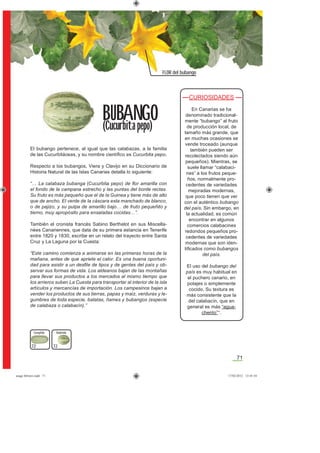 71
FLOR del bubango
El bubango pertenece, al igual que las calabazas, a la familia
de las Cucurbitáceas, y su nombre cientíﬁco es Cucurbita pepo.
Respecto a los bubangos, Viera y Clavijo en su Diccionario de
Historia Natural de las Islas Canarias detalla lo siguiente:
“… La calabaza bubanga (Cucurbita pepo) de ﬂor amarilla con
el fondo de la campana estrecho y las puntas del borde rectas.
Su fruto es más pequeño que el de la Guinea y tiene más de alto
que de ancho. El verde de la cáscara esta manchado de blanco,
o de pajizo, y su pulpa de amarillo bajo… de fruto pequeñito y
tierno, muy apropósito para ensaladas cocidas…”.
También el cronista francés Sabino Berthelot en sus Miscella-
nées Canariennes, que data de su primera estancia en Tenerife
entre 1820 y 1830, escribe en un relato del trayecto entre Santa
Cruz y La Laguna por la Cuesta:
“Este camino comienza a animarse en las primeras horas de la
mañana, antes de que apriete el calor. Es una buena oportuni-
dad para asistir a un desﬁle de tipos y de gentes del país y ob-
servar sus formas de vida. Los aldeanos bajan de las montañas
para llevar sus productos a los mercados al mismo tiempo que
los arrieros suben La Cuesta para transportar al interior de la isla
artículos y mercancías de importación. Los campesinos bajan a
vender los productos de sus tierras, papas y maíz, verduras y le-
gumbres de toda especie, batatas, ñames y bubangos (especie
de calabaza o calabacín).”
CURIOSIDADES
En Canarias se ha
denominado tradicional-
mente “bubango” al fruto
de producción local, de
tamaño más grande, que
en muchas ocasiones se
vende troceado (aunque
también pueden ser
recolectados siendo aún
pequeños). Mientras, se
suele llamar “calabaci-
nes” a los frutos peque-
ños, normalmente pro-
cedentes de variedades
mejoradas modernas,
que poco tienen que ver
con el auténtico bubango
del país. Sin embargo, en
la actualidad, es común
encontrar en algunos
comercios calabacines
redondos pequeños pro-
cedentes de variedades
modernas que son iden-
tiﬁcados como bubangos
del país.
El uso del bubango del
país es muy habitual en
el puchero canario, en
potajes o simplemente
cocido. Su textura es
más consistente que la
del calabacín, que en
general es más “agua-
chento”*.
BUBANGO
(Cucurbita pepo)
72
Cumplido
72
Redondo
asaga febrero.indd 71 17/02/2012 13:45:54
 