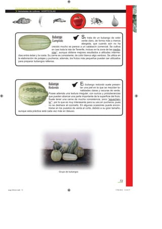Variedades agrícolas tradicionales de Tenerife y La Palma
Variedades de cultivos: HORTÍCOLAS
72
Se trata de un bubango de color
verde claro, de forma más o menos
alargada, que cuando aún no ha
crecido mucho se parece a un calabacín comercial. Se cultiva
en casi toda la isla de Tenerife, incluso en la zona de las media-
nías*, aunque obtiene mejores resultados a altitudes interme-
dias entre éstas y la costa. Su carne es consistente, de color blanco algo verdoso. Se utiliza en
la elaboración de potajes y pucheros; además, los frutos más pequeños pueden ser utilizados
para preparar bubangos rellenos.
Bubango
Cumplido
El bubango redondo suele presen-
tar una piel en la que se mezclan to-
nalidades claras y oscuras de verde.
Posee además una textura irregular, con surcos y protuberancias
que pueden abarcar una parte importante de la superﬁcie del fruto.
Suele tener una carne de mucha consistencia, poco “aguachen-
ta”*, por lo que es muy interesante para su uso en pucheros, pues
no se deshace al cocinarlo. En algunas ocasiones puede encon-
trarse en los puestos de venta al corte, debido a su gran tamaño,
aunque esta práctica está cada vez más en desuso.
Bubango
Redondo
Grupo de bubangos
asaga febrero.indd 72 17/02/2012 13:45:57
 
