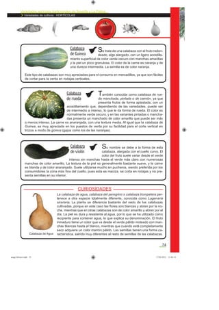 Variedades agrícolas tradicionales de Tenerife y La Palma
Variedades de cultivos: HORTÍCOLAS
74
La calabaza de agua, calabaza del peregrino o calabaza trompetera per-
tenece a otra especie totalmente diferente, conocida como Lagenaria
siceraria. La planta se diferencia bastante del resto de las calabazas
cultivadas, porque en este caso las ﬂores son blancas y abren por la no-
che, mientras que en otras calabazas son de color amarillo y abren por el
día. La piel es dura y resistente al agua, por lo que se ha utilizado como
recipiente para contener agua, lo que explica su denominación. El fruto
inmaduro tiene un color que va desde el verde pálido moteado con man-
chas blancas hasta el blanco, mientras que cuando está completamente
seco adquiere un color marrón pálido. Las semillas tienen una forma ca-
racterística, siendo muy diferentes al resto de semillas de las calabazas.
Se trata de una calabaza con el fruto redon-
deado, algo alargado, con un ligero acostilla-
miento superﬁcial de color verde oscuro con manchas amarillas
y la piel un poco granulosa. El color de la carne es naranja y de
una dureza intermedia. La semilla es de color naranja.
Este tipo de calabazas son muy apreciadas para el consumo en mercadillos, ya que son fáciles
de cortar para la venta en rodajas verticales.
Calabaza
de Guinea
También conocida como calabaza de rue-
da manchada, pintada o de camión, ya que
presenta frutos de forma aplastada, con un
acostillamiento que, dependiendo de las variedades, puede ser
de intermedio a intenso, lo que le da forma de rueda. El color es
normalmente verde oscuro, y en las variantes pintadas o mancha-
das presenta un manchado de color amarillo que puede ser más
o menos intenso. La carne es anaranjada, con una textura media. Al igual que la calabaza de
Guinea, es muy apreciada en los puestos de venta por su facilidad para el corte vertical en
trozos a modo de gomos (gajos como los de las naranjas).
Calabaza
de rueda
Su nombre se debe a la forma de esta
calabaza, alargada con el cuello curvo. El
color del fruto suele variar desde el verde
intenso sin manchas hasta el verde más claro con numerosas
manchas de color amarillo. La textura de la piel es generalmente bastante suave, y la carne
es blanda y de color anaranjado. Suele utilizarse mucho en pucheros, siendo preferida por los
consumidores la zona más ﬁna del cuello, pues esta es maciza, se corta en rodajas y no pre-
senta semillas en su interior.
Calabaza
de violín
Calabaza de Agua
CURIOSIDADES
asaga febrero.indd 74 17/02/2012 13:46:14
 