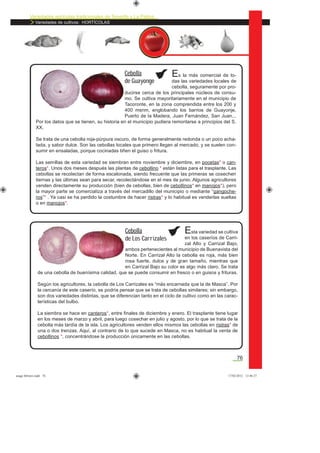 Variedades agrícolas tradicionales de Tenerife y La Palma
Variedades de cultivos: HORTÍCOLAS
76
Es la más comercial de to-
das las variedades locales de
cebolla, seguramente por pro-
ducirse cerca de los principales núcleos de consu-
mo. Se cultiva mayoritariamente en el municipio de
Tacoronte, en la zona comprendida entre los 200 y
400 msnm, englobando los barrios de Guayonje,
Puerto de la Madera, Juan Fernández, San Juan...
Por los datos que se tienen, su historia en el municipio pudiera remontarse a principios del S.
XX.
Se trata de una cebolla roja-púrpura oscuro, de forma generalmente redonda o un poco acha-
tada, y sabor dulce. Son las cebollas locales que primero llegan al mercado, y se suelen con-
sumir en ensaladas, porque cocinadas tiñen el guiso o fritura.
Las semillas de esta variedad se siembran entre noviembre y diciembre, en pocetas* o can-
teros*. Unos dos meses después las plantas de cebollino * están listas para el trasplante. Las
cebollas se recolectan de forma escalonada, siendo frecuente que las primeras se cosechen
tiernas y las últimas sean para secar, recolectándose en el mes de junio. Algunos agricultores
venden directamente su producción (bien de cebollas, bien de cebollinos* en manojos*), pero
la mayor parte se comercializa a través del mercadillo del municipio o mediante “gangoche-
ros”* . Ya casi se ha perdido la costumbre de hacer ristras* y lo habitual es venderlas sueltas
o en manojos*.
Cebolla
de Guayonge
Esta variedad se cultiva
en los caseríos de Carri-
zal Alto y Carrizal Bajo,
ambos pertenecientes al municipio de Buenavista del
Norte. En Carrizal Alto la cebolla es roja, más bien
rosa fuerte, dulce y de gran tamaño, mientras que
en Carrizal Bajo su color es algo más claro. Se trata
de una cebolla de buenísima calidad, que se puede consumir en fresco o en guisos y frituras.
Según los agricultores, la cebolla de Los Carrizales es “más encarnada que la de Masca”. Por
la cercanía de este caserío, se podría pensar que se trata de cebollas similares; sin embargo,
son dos variedades distintas, que se diferencian tanto en el ciclo de cultivo como en las carac-
terísticas del bulbo.
La siembra se hace en canteros*, entre ﬁnales de diciembre y enero. El trasplante tiene lugar
en los meses de marzo y abril, para luego cosechar en julio y agosto, por lo que se trata de la
cebolla más tardía de la isla. Los agricultores venden ellos mismos las cebollas en ristras* de
una o dos trenzas. Aquí, al contrario de lo que sucede en Masca, no es habitual la venta de
cebollinos *, concentrándose la producción únicamente en las cebollas.
Cebolla
de Los Carrizales
asaga febrero.indd 76 17/02/2012 13:46:27
 