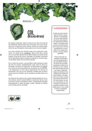 78
HOJA de la Col
No existen evidencias sobre el consumo de coles por parte de
los pobladores isleños antes de la Conquista, por lo que se de-
duce que, al igual que otros cultivos, fueron los nuevos pobla-
dores los que introdujeron esta especie como recurso vegetal.
Las coles siempre han formado parte de la agricultura tradi-
cional: a lo largo de las medianías* altas de las islas, resulta
raro no encontrar plantas de col diseminadas en el borde de las
huertas, al pie de los muros o bancales. Es también costumbre
de los agricultores isleños emplear las plantas de col para sepa-
rar las lindes dentro de una misma parcela.
Es un cultivo de invierno, cuyo semillero suele realizarse a partir
del mes de octubre, trasplantándolo luego sobre la tierra es-
tercolada y surcada. En ocasiones, se aprovechan los colinos*
que crecen en las proximidades de una planta que ha ﬂorecido,
y se trasplantan en otras zonas desprovistas. Se procura no
arrancarlas, sino que se van podando a medida que van ﬂore-
ciendo para que retoñen; así se mantienen durante años en la
tierra.
Las hojas de las coles se han usado tradicionalmente en la co-
cina canaria, siendo imprescindibles en platos tan típicos como
el puchero canario o el potaje de coles, o simplemente guisadas
acompañando un plato de papas y goﬁo. También se utilizan
como forraje para los animales.
.
CURIOSIDADES
Existe una gran diversi-
dad de formas y tipos,
debido a la posibilidad
de cruce entre plantas
que tiene esta especie.
Los agricultores tradicio-
nales no controlan este
proceso de polinización,
por lo que hoy en día las
variedades de col que
están en el campo pre-
sentan una gran hetero-
geneidad.
Poco a poco las va-
riedades comerciales
han ido desplazando a
las variedades locales.
El hecho de que estas
variedades modernas se
hibriden con las varieda-
des tradicionales provoca
que haya un elevado
riesgo de pérdida de las
poblaciones locales de
esta hortaliza. Un ejem-
plo es la col que muchos
agricultores denominan
de vena blanca, la cual
se corresponde con una
variedad comercial que
se planta también en las
orillas para un uso similar
al de las variedades
tradicionales.
COL
(Brassica oleracea)
Hojarascadel país
79 79
asaga febrero.indd 78 17/02/2012 13:46:44
 