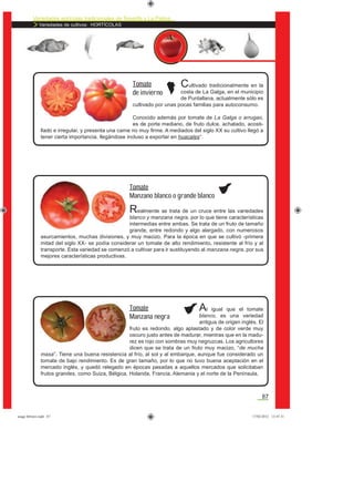 Variedades agrícolas tradicionales de Tenerife y La Palma
Variedades de cultivos: HORTÍCOLAS
87
Cultivado tradicionalmente en la
costa de La Galga, en el municipio
de Puntallana, actualmente sólo es
cultivado por unas pocas familias para autoconsumo.
Conocido además por tomate de La Galga o arrugao,
es de porte mediano, de fruto dulce, achatado, acosti-
llado e irregular, y presenta una carne no muy ﬁrme. A mediados del siglo XX su cultivo llegó a
tener cierta importancia, llegándose incluso a exportar en huacales*.
Tomate
de invierno
Realmente se trata de un cruce entre las variedades
blanco y manzana negra, por lo que tiene características
intermedias entre ambas. Se trata de un fruto de tamaño
grande, entre redondo y algo alargado, con numerosos
asurcamientos, muchas divisiones, y muy macizo. Para la época en que se cultivó -primera
mitad del siglo XX- se podía considerar un tomate de alto rendimiento, resistente al frío y al
transporte. Esta variedad se comenzó a cultivar para ir sustituyendo al manzana negra, por sus
mejores características productivas.
Tomate
Manzano blanco o grande blanco
Al igual que el tomate
blanco, es una variedad
antigua de origen inglés. El
fruto es redondo, algo aplastado y de color verde muy
oscuro justo antes de madurar, mientras que en la madu-
rez es rojo con sombras muy negruzcas. Los agricultores
dicen que se trata de un fruto muy macizo, “de mucha
masa”. Tiene una buena resistencia al frío, al sol y al embarque, aunque fue considerado un
tomate de bajo rendimiento. Es de gran tamaño, por lo que no tuvo buena aceptación en el
mercado inglés, y quedó relegado en épocas pasadas a aquellos mercados que solicitaban
frutos grandes, como Suiza, Bélgica, Holanda, Francia, Alemania y el norte de la Península.
Tomate
Manzana negra
asaga febrero.indd 87 17/02/2012 13:47:31
 