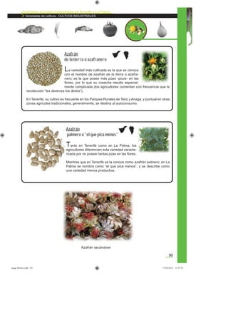 Variedades agrícolas tradicionales de Tenerife y La Palma
Variedades de cultivos: CULTVOS INDUSTRIALES
90
La variedad más cultivada es la que se conoce
con el nombre de azafrán de la tierra o azafra-
nero; es la que posee más púas -picos- en las
ﬂores, por lo que su cosecha resulta especial-
mente complicada (los agricultores comentan con frecuencia que la
recolección “les destroza los dedos”).
En Tenerife, su cultivo es frecuente en los Parques Rurales de Teno y Anaga, y puntual en otras
zonas agrícolas tradicionales; generalmente, se destina al autoconsumo.
Azafrán
de la tierra o azafranero
Tanto en Tenerife como en La Palma, los
agricultores diferencian esta variedad caracte-
rizada por no poseer tantas púas en las ﬂores.
Mientras que en Tenerife se la conoce como azafrán palmero, en La
Palma se nombra como “el que pica menos”, y se describe como
una variedad menos productiva.
Azafrán
palmero o “el que pica menos”
Azafrán secándose
asaga febrero.indd 90 17/02/2012 13:47:43
 