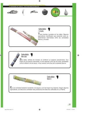 Variedades agrícolas tradicionales de Tenerife y La Palma
Variedades de cultivos: CULTVOS INDUSTRIALES
93
Tiene bandas moradas en los tallos. Algunos
agricultores maniﬁestan que presenta unas ca-
racterísticas intermedias entre las variedades
blanca y morada.
Caña dulce
Listada
Sus tallos, teñidos de morado, le conﬁeren un aspecto característico. Sus
hojas son de textura intermedia, no tan ásperas como las de otras variedades
como la Motril o la de bardo, ni tan suaves como las de la variedad blanca.
Caña dulce
Morada
Es una variedad bastante resistente a la sequía y con las hojas muy ásperas. Según algunos
agricultores, se trata de la variedad más productiva de todas las cultivadas en La Palma.
Caña dulce
Motril
asaga febrero.indd 93 17/02/2012 13:48:05
 