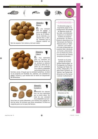 Variedades agrícolas tradicionales de Tenerife y La Palma
Variedades de cultivos: FRUTALES
96
CURIOSIDADES
El almendro juega un
importante papel en la
conﬁguración del paisaje
de algunas zonas de
las islas, convirtiéndolo
incluso en un atractivo
turístico en la época
de ﬂoración. Ya Viera y
Clavijo lo describía en su
Diccionario de Historia
Natural como un “árbol
precioso, que medra
con toda prosperidad en
nuestras islas, elevándo-
se mucho y decorando
con sus ﬂores los prime-
ros anuncios de nuestra
temprana primavera...”
También es el prota-
gonista de muchas
ﬁestas tradicionales: en
Puntagorda (La Palma),
Santiago del Teide (Te-
nerife), Valsequillo y Te-
jeda (Gran Canaria), en
febrero, las Fiestas del
Almendro en Flor tienen
carácter multitudinario.
Es una variedad
fácil de varear* y
que no es añera*. La
forma de la almen-
dra es redonda y su
cáscara ﬁna y blan-
da, mientras que la
cáscara exterior es
fácil de separar. Son dulces y de buen sabor.
Almendra
Blanca
Es muy apreciada
para su consumo en
fresco por ser muy dul-
ce, aunque su cáscara
exterior es difícil de se-
parar. Es una variedad
muy rústica y adaptable
que produce bien en di-
ferentes zonas. Al igual que la variedad castañera, el árbol
no se avejenta con facilidad. Es, además, una variedad no
añera* (vecera) y que resiste bien el viento sin desprender
las almendras.
Almendra
Caboca
Almendra de cáscara
ﬁna, es muy apreciada
por su dulce sabor. Se
trata de una variedad
muy adaptable que pro-
duce bien en zonas diferentes y de manera muy regular to-
dos los años. Al contrario que otras variedades, El árbol se
avejenta poco con el paso del tiempo.
Almendra
Castañera
Almendro en ﬂor.
asaga febrero.indd 96 17/02/2012 13:48:20
 