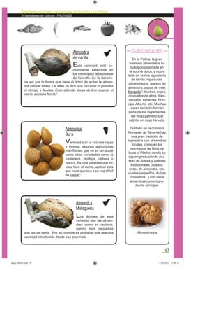Variedades agrícolas tradicionales de Tenerife y La Palma
Variedades de cultivos: FRUTALES
97
CURIOSIDADES
En la Palma, la gran
tradición almendrera ha
quedado plasmada en
la cocina típica, y sobre
todo en la rica repostería
de la isla: rapaduras,
almendrados, quesos de
almendra, sopas de miel,
frangollo*, truchas, pejes,
rosquetes de alma, bien-
mesabe, simetrías, Prín-
cipe Alberto, etc. Muchas
veces también forman
parte de los ingredientes
del mojo palmero o el
cabrito en mojo hervido.
También en la comarca
Noroeste de Tenerife hay
una gran tradición de
repostería con almendras
locales, como en los
municipios de Guía de
Isora o Vilaﬂor, donde se
siguen produciendo mul-
titud de dulces y galletas
tradicionales (huesos,
tortas de almendra, ros-
quetes pequeños, dulces
chasneros...) con estas
almendras como ingre-
diente principal.
Esta variedad está co-
múnmente extendida en
los municipios del suroeste
de Tenerife. Se le denomi-
na así por la forma que tiene el árbol de echar la almen-
dra (desde atrás). De ellas se dice que “no eran ni grandes
ni chicas, y llenitas. Eran además duras de tirar cuando el
viento azotaba fuerte”.
Almendra
de varita
Variedad con la cáscara rojiza
y vistosa, algunos agricultores
maniﬁestan que no es tan dulce
como otras variedades como la
castañera, verduga, caboca o
blanca. Es una variedad que re-
siste bien el viento, aptitud ésta
que hace que sea a su vez difícil
de varear*.
Almendra
Dura
Los árboles de esta
variedad dan las almen-
dras como en racimos,
siendo más pequeñas
que las de varita. Por su nombre es probable que sea una
variedad introducida desde esa provincia.
Almendra
Malagueña
Almendrados
asaga febrero.indd 97 17/02/2012 13:48:33
 