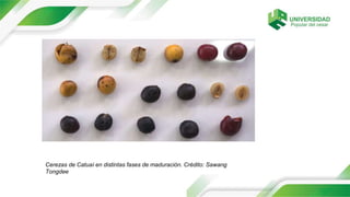 Cerezas de Catuaí en distintas fases de maduración. Crédito: Sawang
Tongdee
 