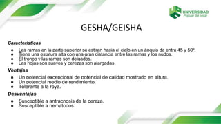 GESHA/GEISHA
Características
● Las ramas en la parte superior se estiran hacia el cielo en un ángulo de entre 45 y 50º.
● Tiene una estatura alta con una gran distancia entre las ramas y los nudos.
● El tronco y las ramas son delgados.
● Las hojas son suaves y cerezas son alargadas
Ventajas
● Un potencial excepcional de potencial de calidad mostrado en altura.
● Un potencial medio de rendimiento.
● Tolerante a la roya.
Desventajas
● Susceptible a antracnosis de la cereza.
● Susceptible a nematodos.
 