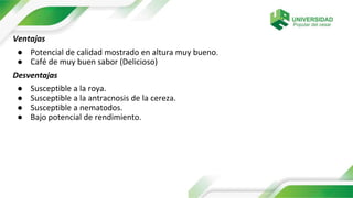 Ventajas
● Potencial de calidad mostrado en altura muy bueno.
● Café de muy buen sabor (Delicioso)
Desventajas
● Susceptible a la roya.
● Susceptible a la antracnosis de la cereza.
● Susceptible a nematodos.
● Bajo potencial de rendimiento.
 
