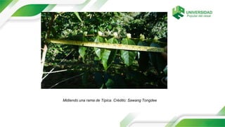 Midiendo una rama de Típica. Crédito: Sawang Tongdee
 