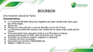 BOURBON
Una mutación natural de Típica
Características
● La variedad Borbón tiene los cogollos de color verde más claro que
las otras hojas.
● Porte alto
● Planta es más robusta y menos flexible que la de Típica
● La distancia entre las ramas y los nudos es un poco más corta que la
Típica
● Esta densidad más elevada implica que Bourbon produce
aproximadamente el 30% más de frutos que Típica.
● También se le llama arábigo, pajarito o nacional.
● Tamaño de fruto promedio,
● Densidad de siembra 2500/3000 Ha
● Altitud >1600 m.s.n.m
 
