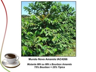 Fazuoli - Variedades de cafe arabica para regiao do cerrado mineiro  patrocinio