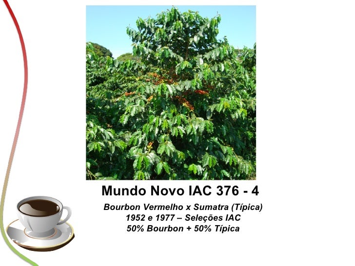 Fazuoli Variedades de cafe arabica para regiao do