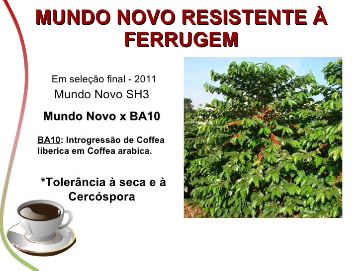 Fazuoli Variedades de cafe arabica para regiao do