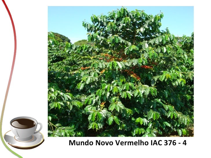 Fazuoli Variedades de cafe arabica para regiao do