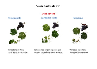 Variedades de vid 
UVAS TINTAS 
Tempranillo Garnacha Tinta Graciano 
Variedad autóctona 
muy poco extendida. 
Autóctona de Rioja 
75% de la plantación. 
Variedad de origen español que 
mayor superficie en el mundo. 
 
