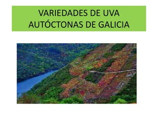 VARIEDADES DE UVA AUTÓCTONAS DE GALICIA 