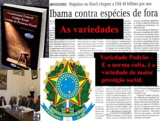As variedades
Variedade Padrão –
É a norma culta, é a
variedade de maior
prestígio social.
 