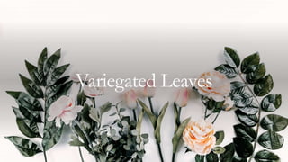 Variegated Leaves
 