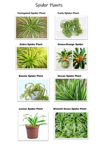 Spider Plants
Variegated Spider Plant Curly Spider Plant
Zebra Spider Plant Green-Orange Spider
Plant
Bonnie Spider Plant Ocean Spider Plant
Lemon Spider Plant Bichetii Grass Spider Plant
 