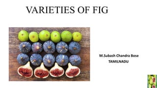 VARIETIES OF FIG
M.Subash Chandra Bose
TAMILNADU
 