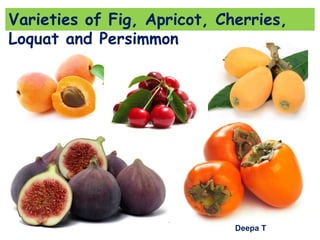 Varieties of fig,persimmon,loquat,apricot and cherries