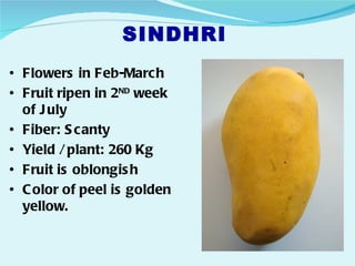 SINDHRI
• Flowers in Feb-March
• Fruit ripen in 2ND week
  of J uly
• Fiber: S canty
• Yield / plant: 260 Kg
• Fruit is oblongis h
• C olor of peel is golden
  yellow.
 