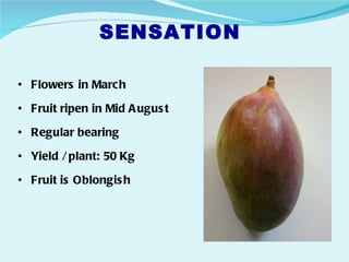 SENSATION

• Flowers in Marc h

• Fruit ripen in Mid A ugus t

• Regular bearing

• Yield / plant: 50 Kg

• Fruit is Oblongis h
 
