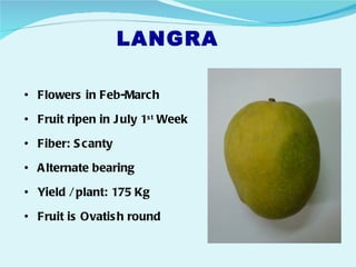 LANGRA

• Flowers in Feb-March

• Fruit ripen in J uly 1s t Week

• Fiber: S canty

• A lternate bearing

• Yield / plant: 175 Kg

• Fruit is Ovatis h round
 