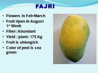 FAJRI
• Flowers in Feb-March
• Fruit ripen in A ugus t
  1s t Week
• Fiber: A bundant
• Yield / plant: 175 Kg
• Fruit is oblongis h
• C olor of peel is s ea
  green
 