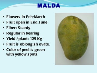 MALDA
•   Flowers in Feb-March
•   Fruit ripen in E nd J une
•   Fiber: S canty
•   Regular in bearing
•   Yield / plant: 125 Kg
•   Fruit is oblongis h ovate.
•   C olor of peel is green
    with yellow s pots
 