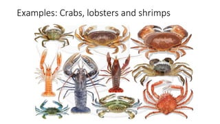 Examples: Crabs, lobsters and shrimps
 