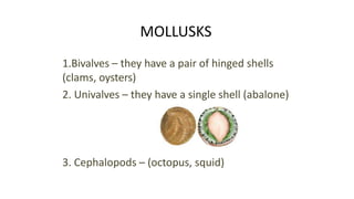 MOLLUSKS
1.Bivalves – they have a pair of hinged shells
(clams, oysters)
2. Univalves – they have a single shell (abalone)
3. Cephalopods – (octopus, squid)
 