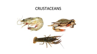 CRUSTACEANS
 