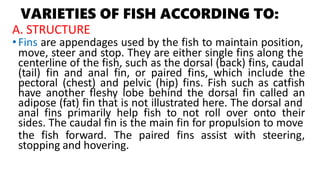 VARIETIES OF FISH ACCORDING TO:
A. STRUCTURE
•Fins are appendages used by the fish to maintain position,
move, steer and stop. They are either single fins along the
centerline of the fish, such as the dorsal (back) fins, caudal
(tail) fin and anal fin, or paired fins, which include the
pectoral (chest) and pelvic (hip) fins. Fish such as catfish
have another fleshy lobe behind the dorsal fin called an
adipose (fat) fin that is not illustrated here. The dorsal and
anal fins primarily help fish to not roll over onto their
sides. The caudal fin is the main fin for propulsion to move
the fish forward. The paired fins assist with steering,
stopping and hovering.
 