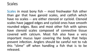Scales
Scales in most bony fish -- most freshwater fish other
than gar that have ganoid scales, and catfish which
have no scales -- are either ctenoid or cycloid. Ctenoid
scales have jagged edges and cycloid ones have smooth
rounded edges. Bass and most other fish with spines
have ctenoid scales composed of connective tissue
covered with calcium. Most fish also have a very
important mucus layer covering the body that helps
prevent infection. Anglers should be careful not to rub
this “slime” off when handling a fish that is to be
released.
 