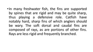 •In many freshwater fish, the fins are supported
by spines that are rigid and may be quite sharp,
thus playing a defensive role. Catfish have
notably hard, sharp fins of which anglers should
be wary. The soft dorsal and caudal fins are
composed of rays, as are portions of other fins.
Rays are less rigid and frequently branched.
 
